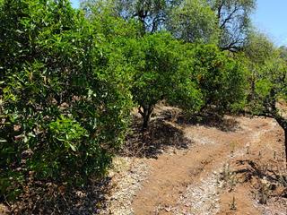 Finca rústica a Vega de San Mateo. Venta de terreno rústica en san mateo