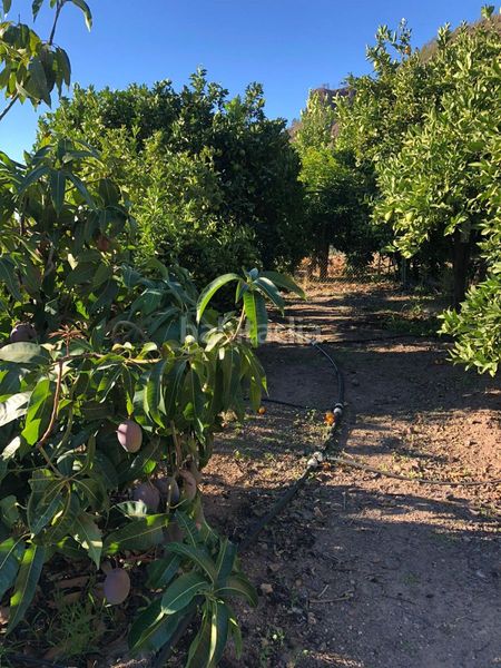 Foto 2ffde32a-aa08-45a0-b62a-45c5447d7c02. Finca rústica a El Horno Mogán