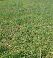 Residential Plot in Grado (El)