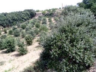 Terreny residencial a Barbastro
