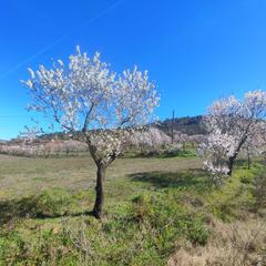 Terreny residencial a Grado (El)