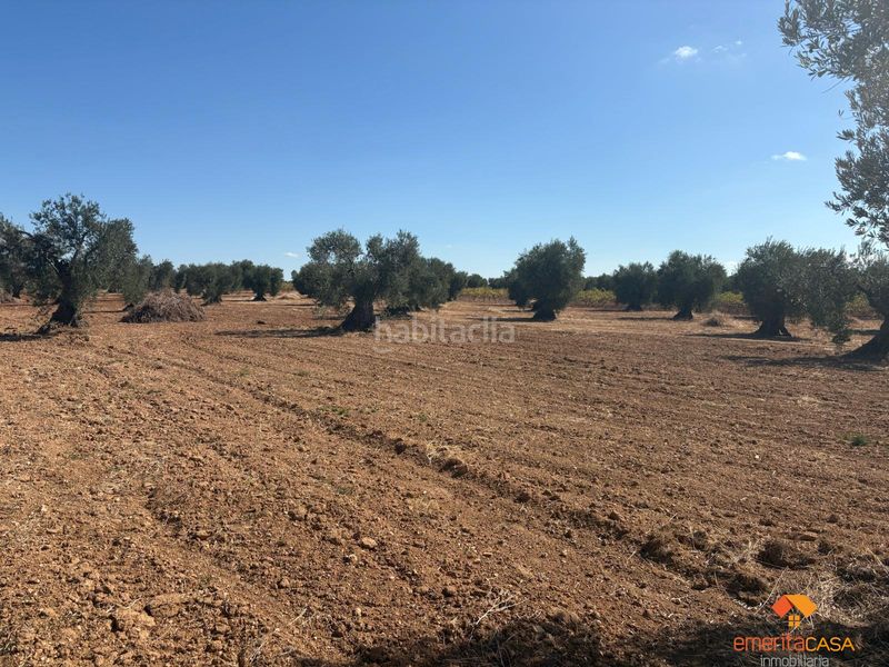 Foto c8f32a22-8f32-4d35-a0e3-dafe8c3adfef. Terreny residencial a Almendralejo