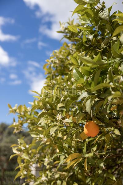 Foto 22fea21f-1ede-4cae-a11d-240761ccb86f. Xalet a La Zagaleta Benahavís