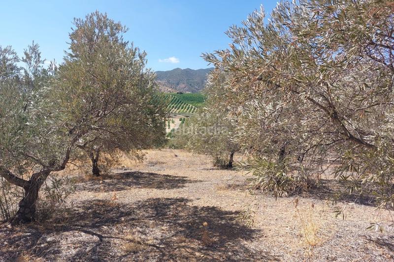 Foto 293fee04-b3d9-447a-a9be-0a852d013d36. Terreno residencial en Álora