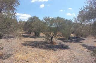 Terreno residenziale in Álora