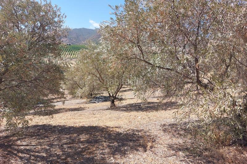 Foto 5377fabe-2f28-4a1b-b6ec-76fd75ce928a. Terreno residenziale in Álora