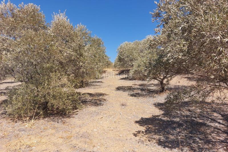 Foto 68b77680-feb5-42f6-a53e-092651ab5c5b. Terreno residenziale in Álora