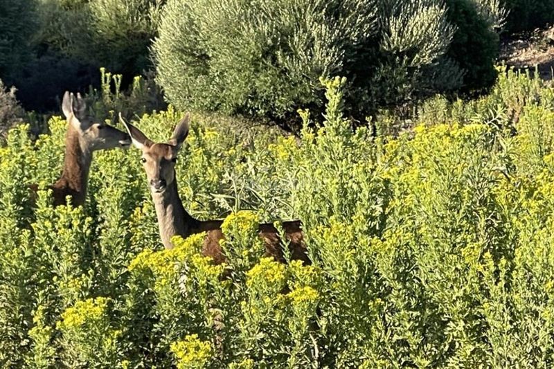 Foto bddf1e56-fa87-4208-b944-168f481338ef. Terreno residenziale in Castellar de la Frontera