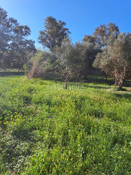 Foto 3219f7bf-2856-4b87-8ee6-ceb34724287b. Terreno residenziale in Cártama