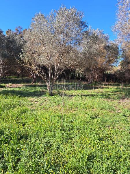 Foto 8701bcf3-fe40-458b-8130-e1818d77af32. Terreno residenziale in Cártama