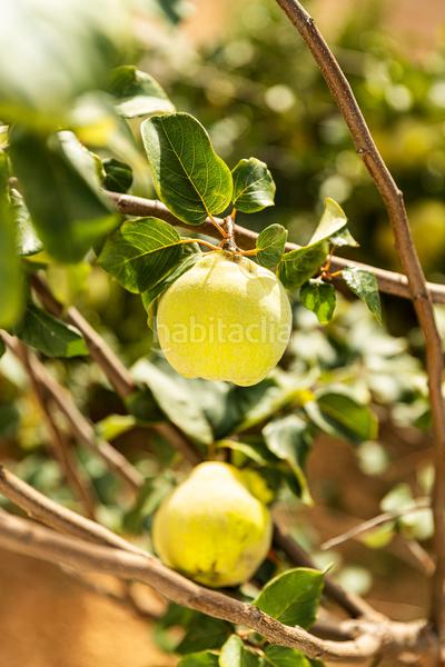 Foto fefbc2f1-f464-4f35-b379-a50c46884e3e. Wohngrundstück in Villanueva del Trabuco