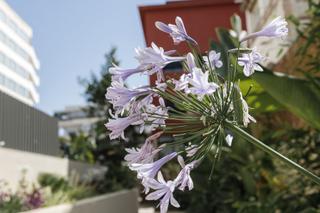 Apartament a Son Armadams