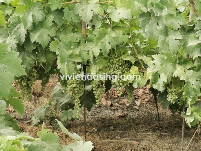 Foto 8c33533e-b898-433d-b55a-f2efd39cf6c3. Finca rústica a Palo Blanco Realejos (Los)