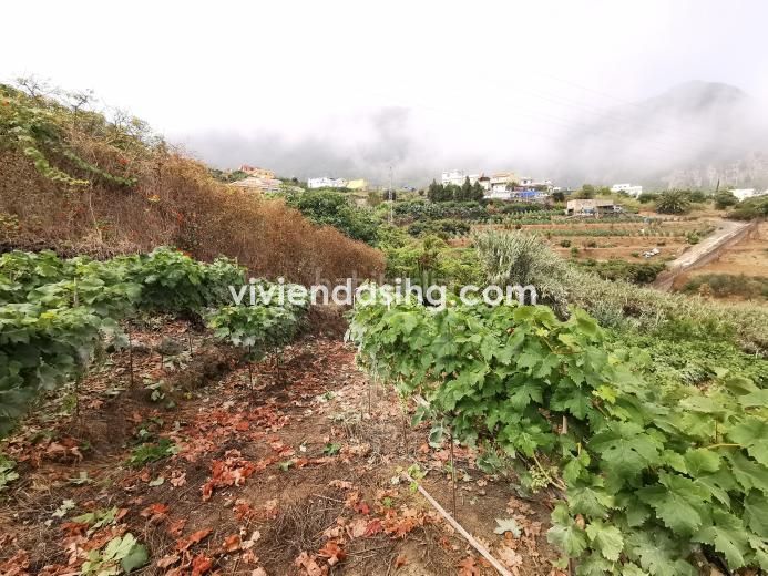 Foto a0d94fb0-6c37-43b4-a2d9-a5447def5ebc. Finca rústica a Palo Blanco Realejos (Los)