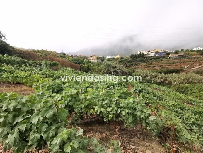 Foto db8f4fae-d2b8-4b4d-a34b-000c186ad9c9. Finca rústica a Palo Blanco Realejos (Los)