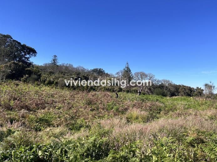 Foto ba20f7a8-b6e4-41b0-b820-07d2ac7987ca. Finca rústica a Tacoronte - los naranjeros Tacoronte