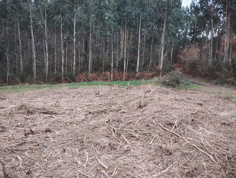 Foto 255b303b-2cb0-497a-a74e-c5809d327832. Finca rústica en Neda