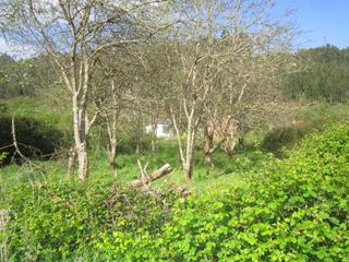 Finca rústica a Valdoviño