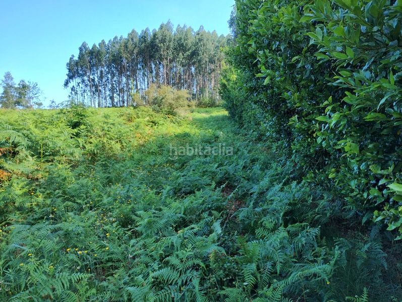 Foto 0e7fd10c-5685-4469-8862-8230c27322ee. Rural plot in Neda
