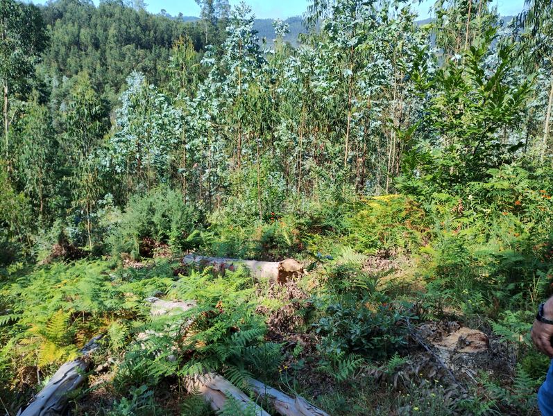 Foto 425aa9c6-5384-47cd-9542-9ec50c9eb415. Rural plot in Neda