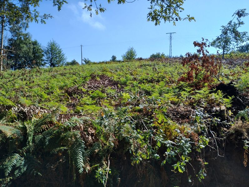 Foto c736d7a8-2d75-43ac-a7f9-c3ea3d90fb95. Rural plot in Neda