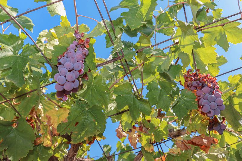 Foto 4c9d2f19-6476-41ba-b3cf-4f127f42b45a. Masia amb aparcament piscina a Guaro