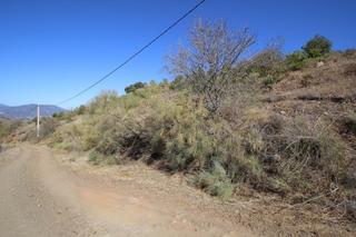 Rural plot  Poligono 9. Gran terreno con alrededor de 700 árboles de aguacate en el camp
