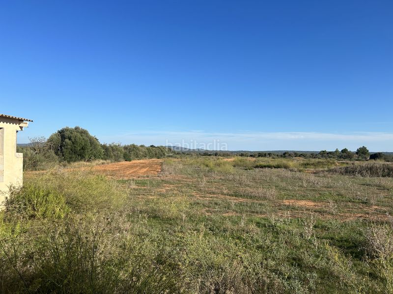 Foto 128a7720-cde6-45a3-8aa0-48ed364c6c8f. Finca rústica a carrer de sa creu 13 a Campos poble Campos