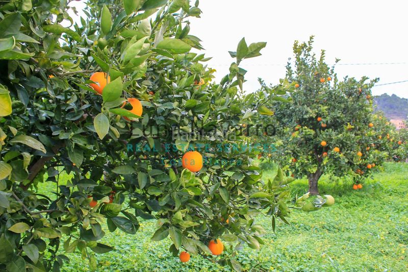 Foto 98006fda-e5b9-4239-8f6c-ed559dc78e99. Finca rústica a L´Olla Altea