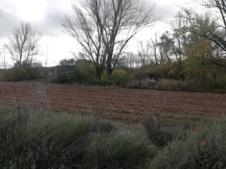 Finca rústica  El pardo. Terreno en venta en modúbar de la cuesta