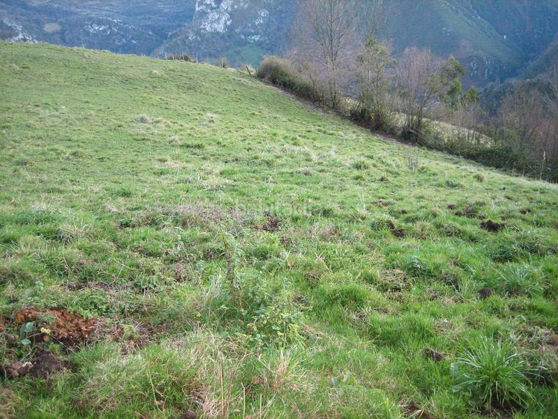 Foto a94dd88c-aa6c-4266-abb4-7cd3c67f9ea5. Finca rústica a n/a a Grado