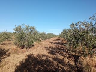 Propriété à Coronada (La). Olivar en venta