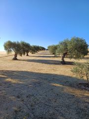 Fondo rustico in Villanueva de la Serena. Olivar en producción