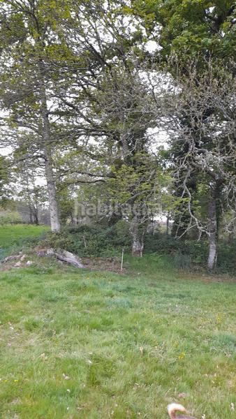 Foto efe2c1f5-2951-4dfd-b25b-512c6b3b0393. Mas dans Friol