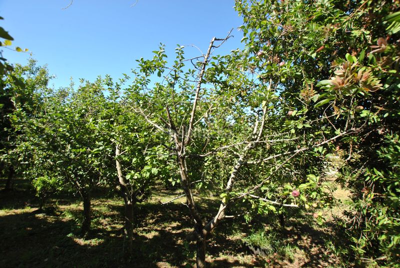 Foto 618daf30-a42d-420f-a241-91741c16838a. Casa  con finca en Darbo en Darbo Cangas