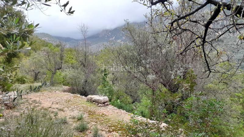 Foto 17ad52fd-0219-4799-8453-15c028e06417. Landgut in Fornalutx