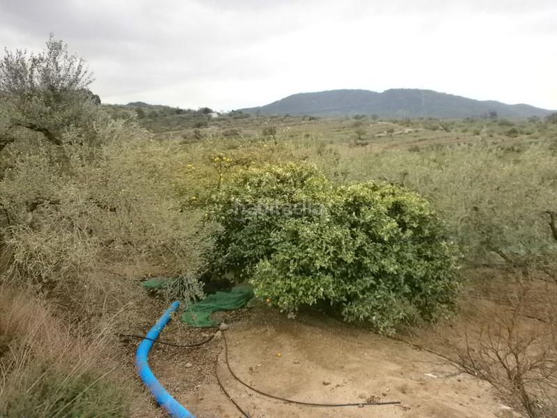 Foto 23ac4695-74e5-4192-99ba-2361a1315575. Finca rústica a Aleixar (L´)