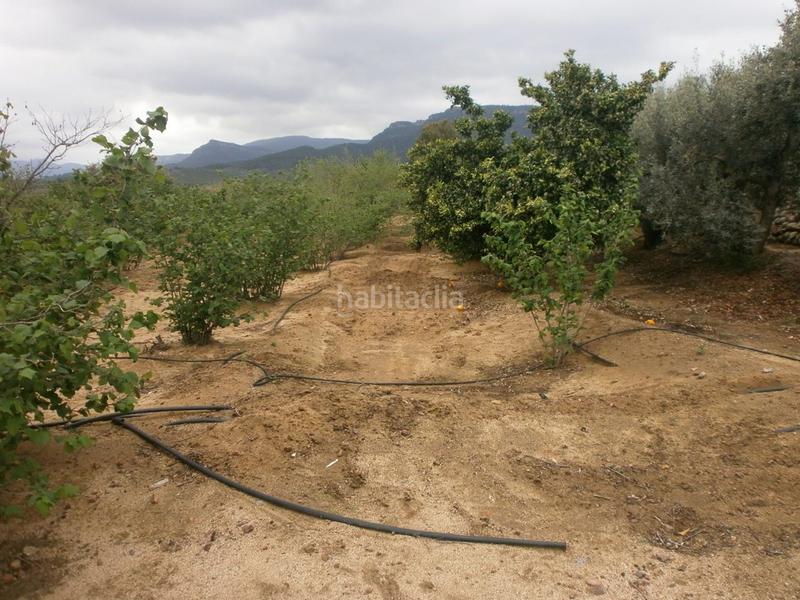 Foto 99a43da2-68c9-41ed-9e9c-2ecfd176a6ac. Finca rústica a Aleixar (L´)