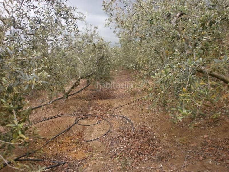 Foto d64732dc-0fbc-4236-99ac-165da00a4fbb. Finca rústica a Aleixar (L´)