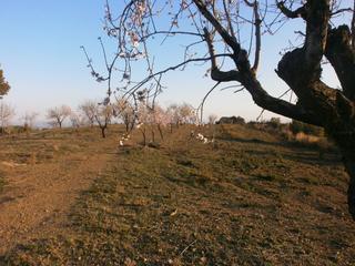 Rural plot in Botarell
