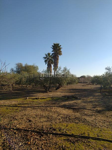 Foto cb1bb622-cda9-4194-a604-463fc666ea07. Finca rústica en Montbrió del Camp