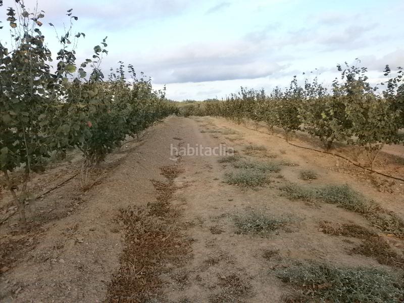 Foto 09da3622-0865-4a6b-a454-dcf403bb72eb. Fondo rustico in Castellvell del Camp