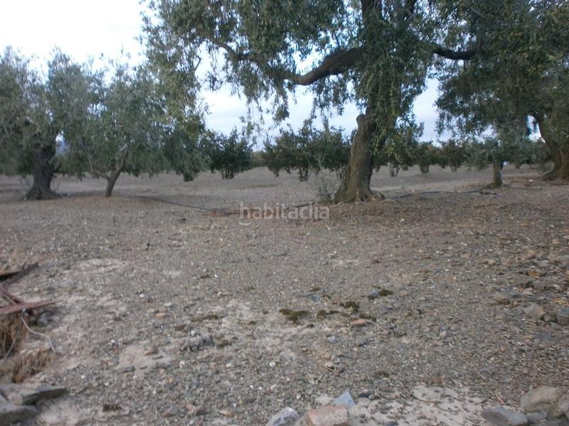 Foto 4f4c5ae2-00c5-4aef-8d4f-099e1f6b8c80. Fondo rustico in Castellvell del Camp