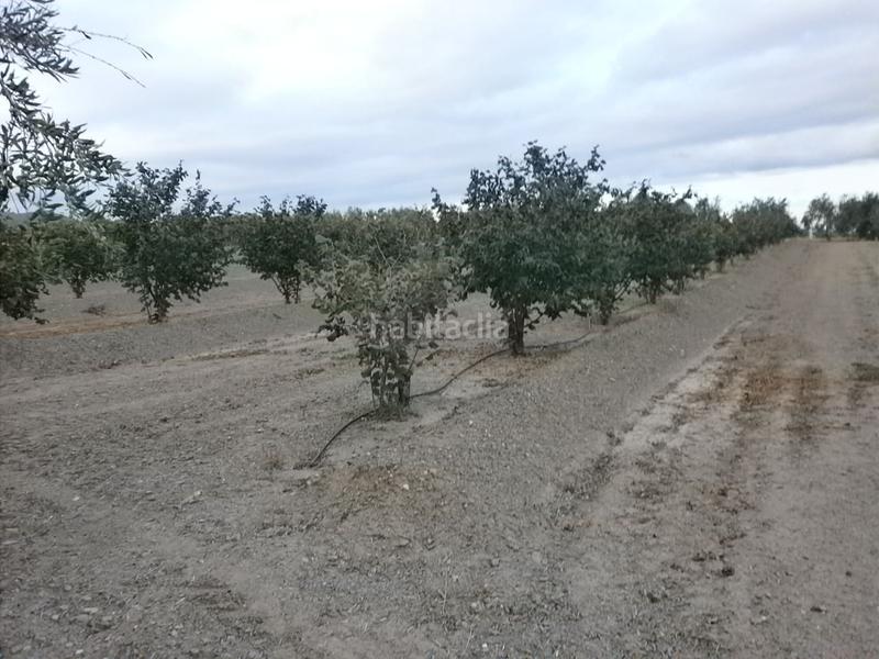 Foto 57c21301-74cc-4493-9d29-8c2522fbffdb. Fondo rustico in Castellvell del Camp