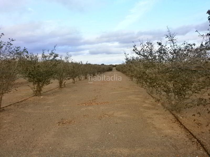 Foto 60e43a12-025a-46f7-9b2b-a8b351ba2cbd. Fondo rustico in Castellvell del Camp