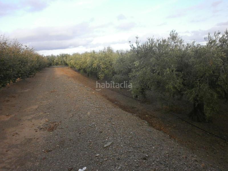 Foto 92aea5d6-db71-48f0-9c20-13db5c9be615. Fondo rustico in Castellvell del Camp