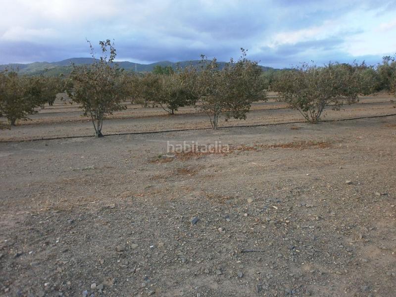 Foto c1448d31-c995-44b9-88e1-81534245e676. Fondo rustico in Castellvell del Camp