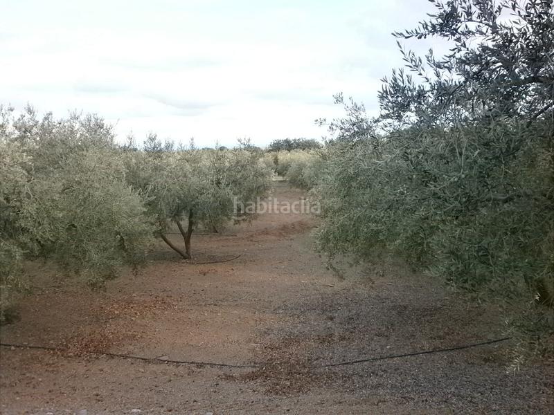 Foto c7c71acc-4f9c-496c-ade0-180240f8257f. Fondo rustico in Castellvell del Camp