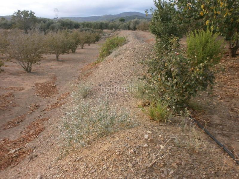 Foto e5897edd-e6f4-462a-b422-8949f577213e. Fondo rustico in Castellvell del Camp