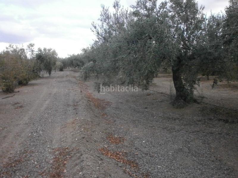 Foto eb24ac38-be93-4ada-acf7-6da68fa4e118. Fondo rustico in Castellvell del Camp